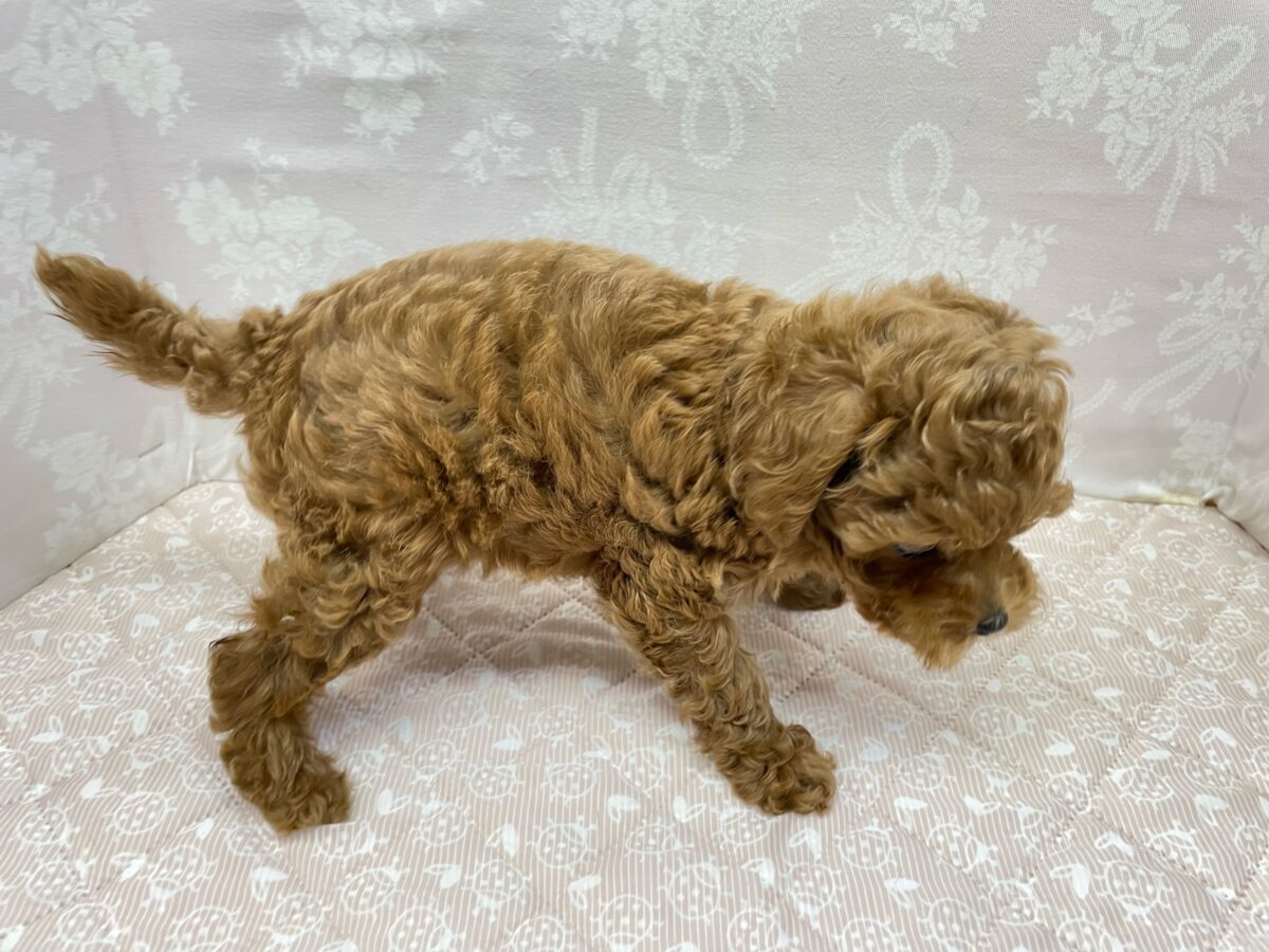 人気犬種ぷ〜ちゃん💖トイプードル(レッド)🌹女の子︎💕︎︎2026年7月4日生まれ トイプードル