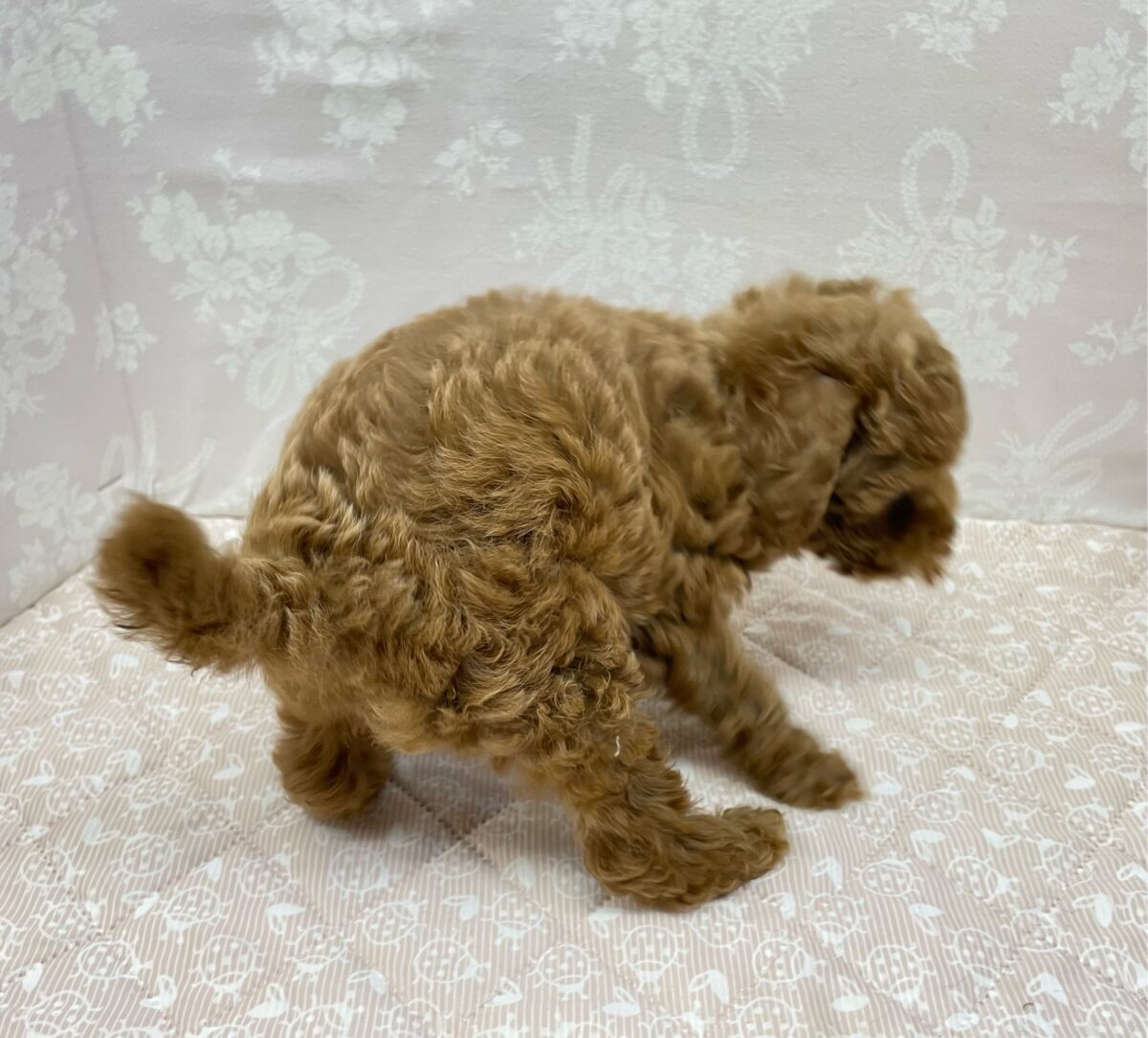 人気犬種ぷ〜ちゃん💖トイプードル(レッド)🌹女の子︎💕︎︎2026年7月4日生まれ トイプードル