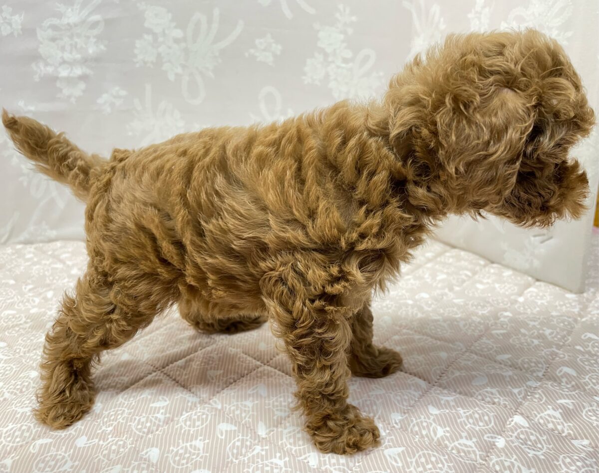 人気犬種ぷ〜ちゃん💖トイプードル(レッド)🌹女の子︎💕︎︎2026年7月4日生まれ トイプードル