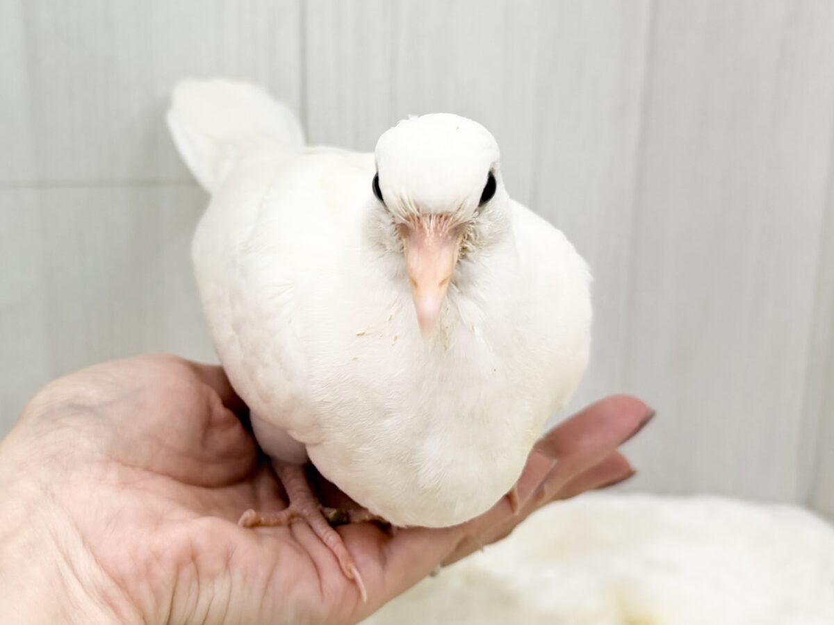 ギンバト