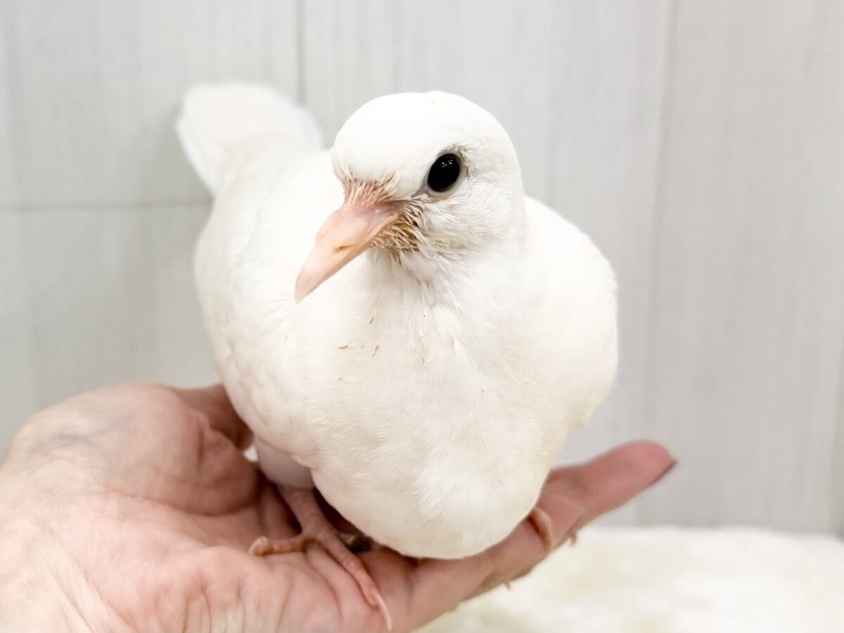 ギンバト