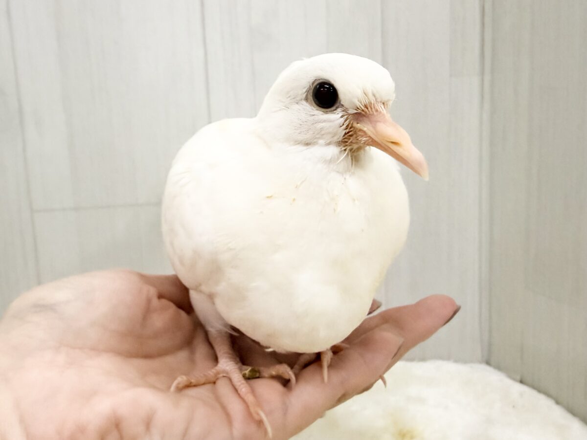 ギンバト