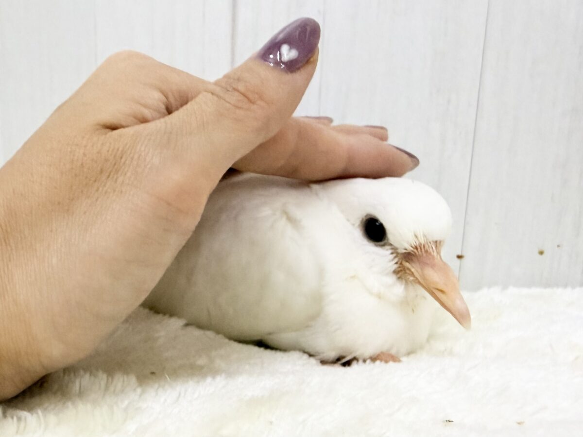 ギンバト