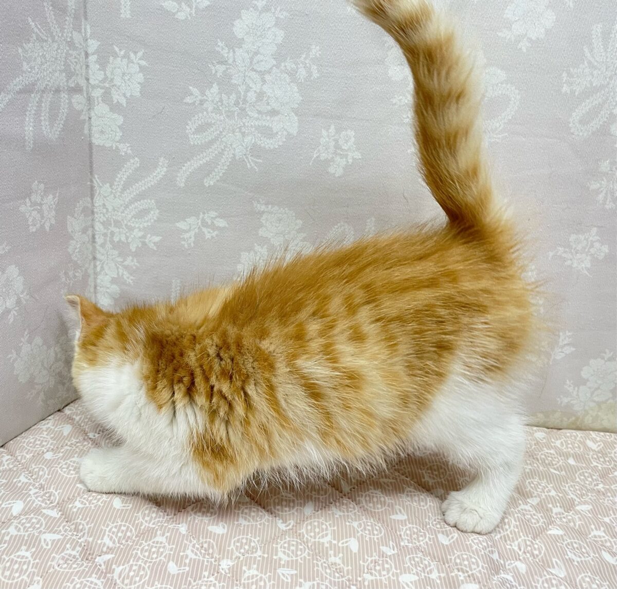 ミヌエット