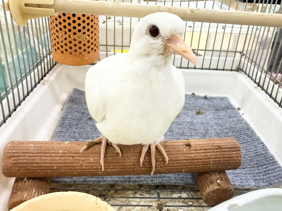 ギンバト