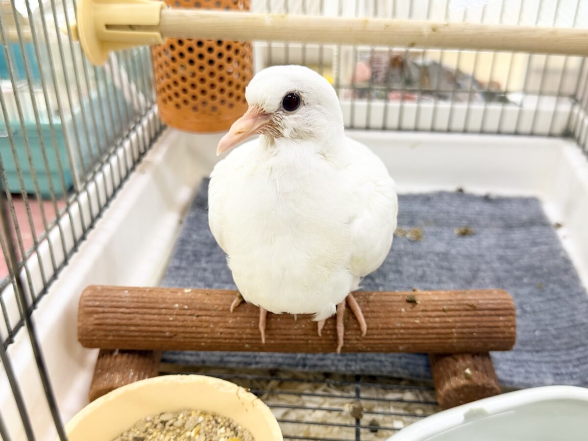 ギンバト