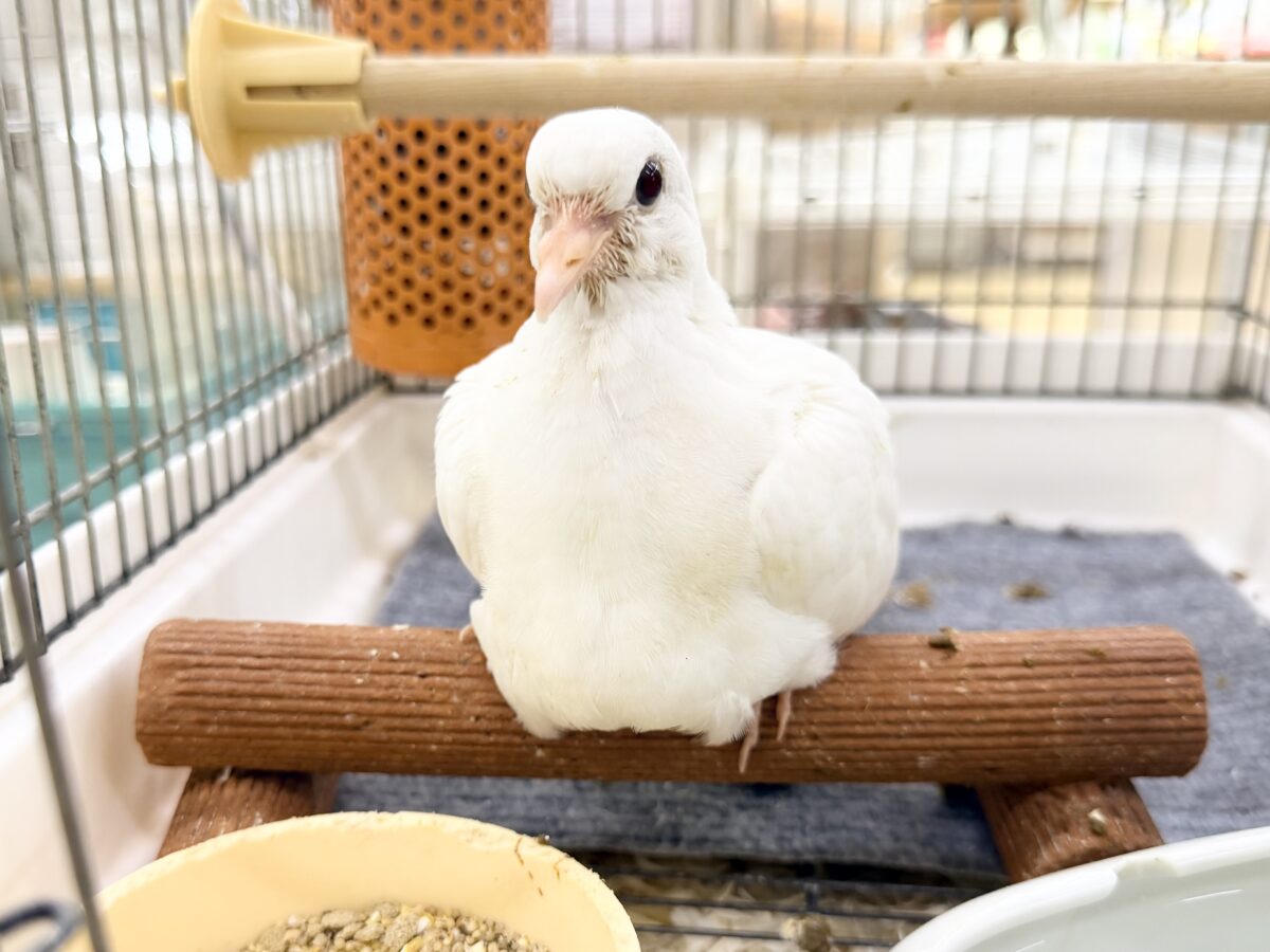 ギンバト