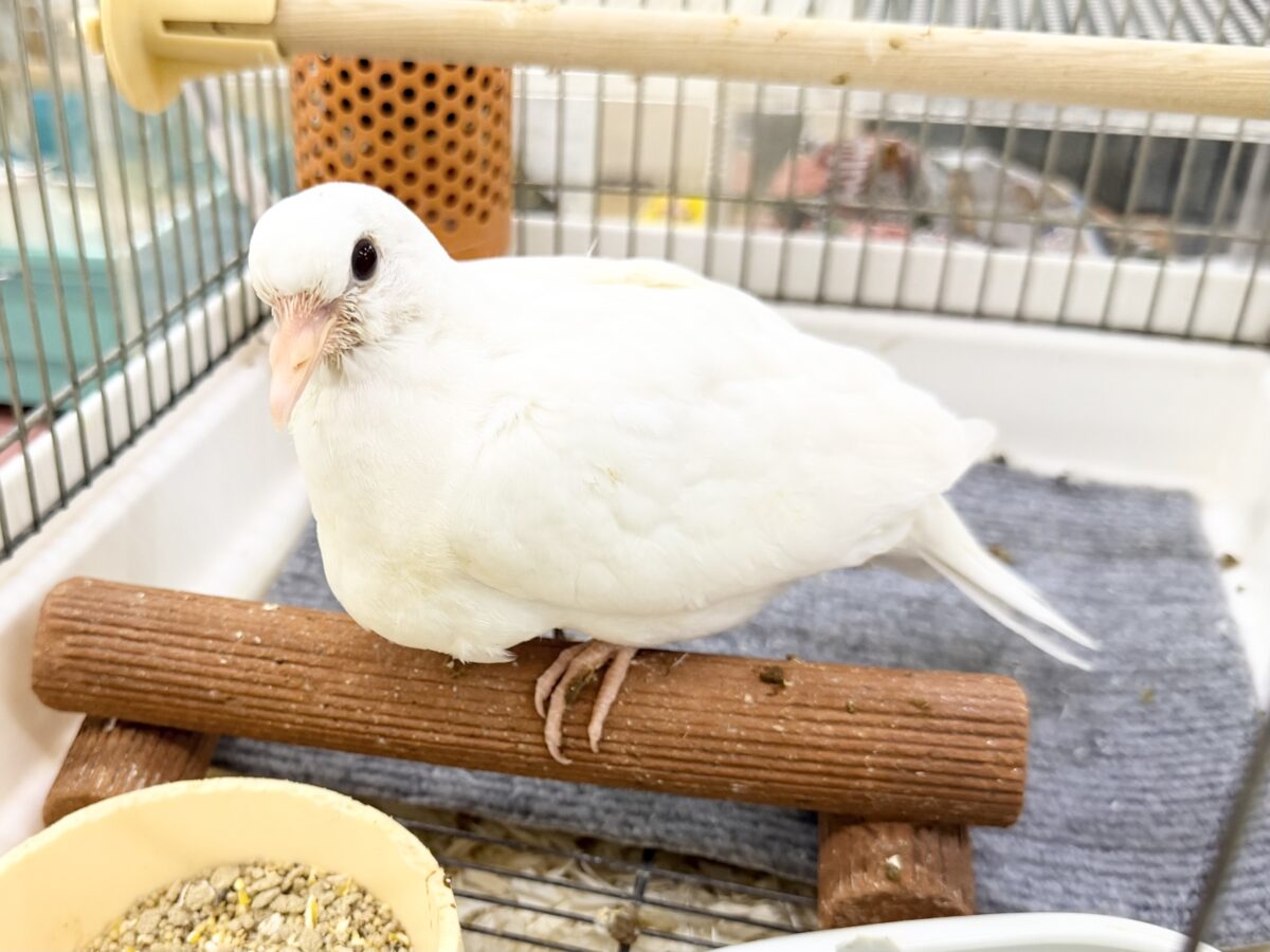 ギンバト