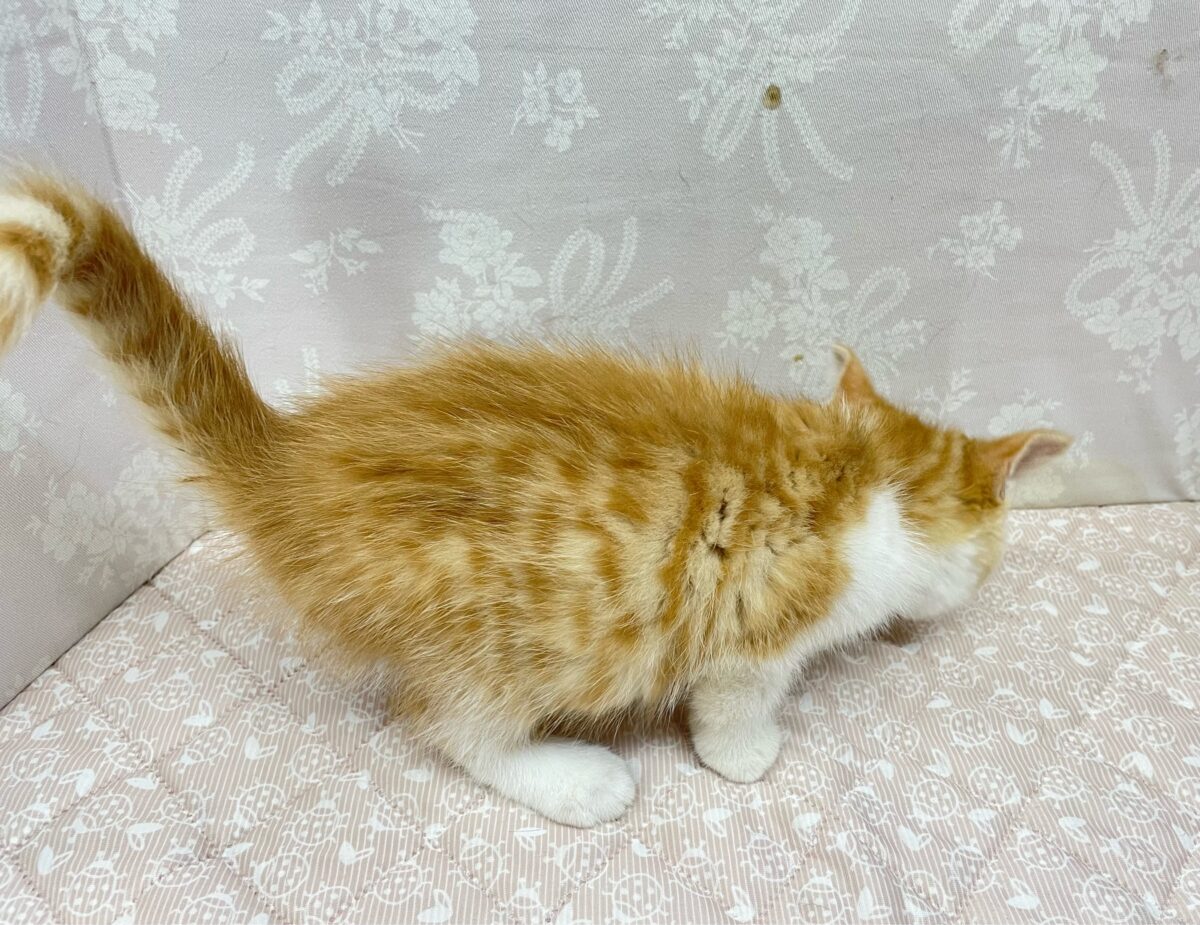 ミヌエット