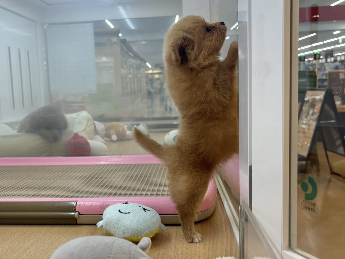 チワプー