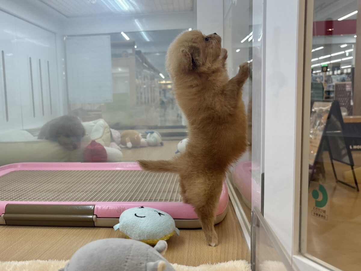 チワプー