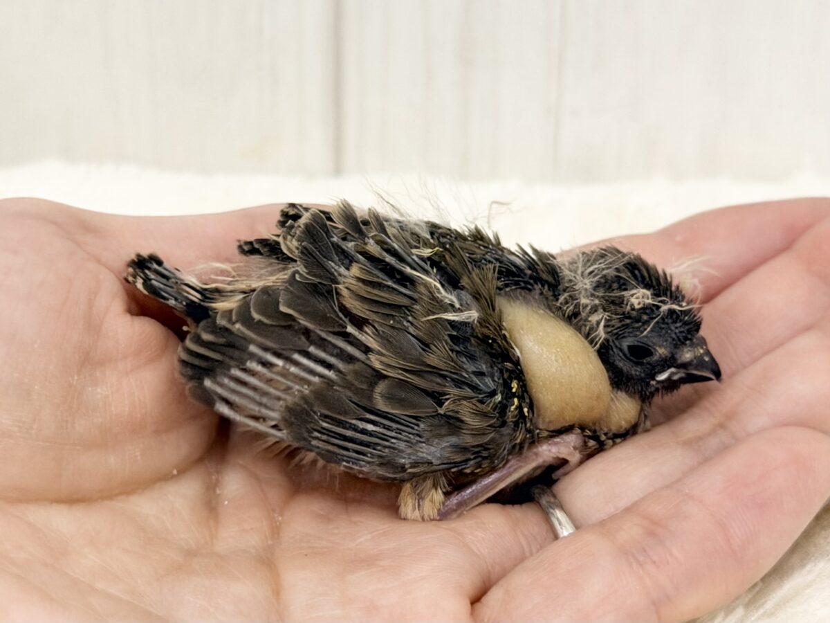 錦花鳥（キンカチョウ）