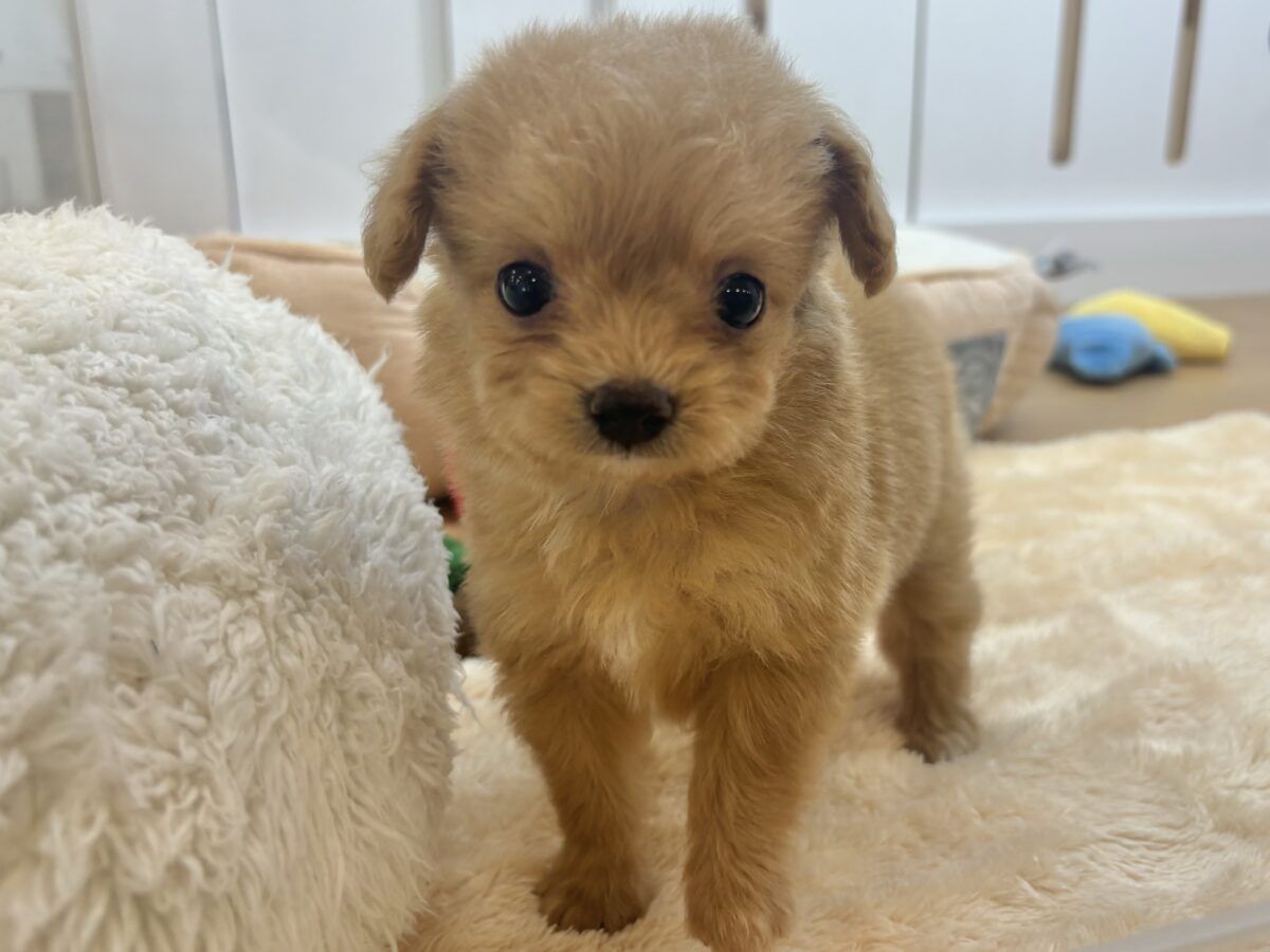 胸にダイブしていいですか♡♡？チワプーちゃん！
