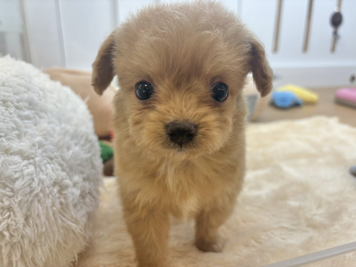 チワプー