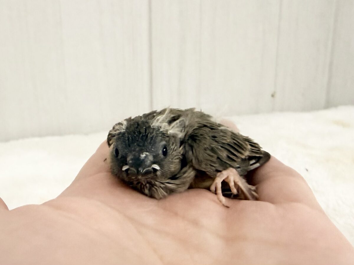 錦花鳥（キンカチョウ）