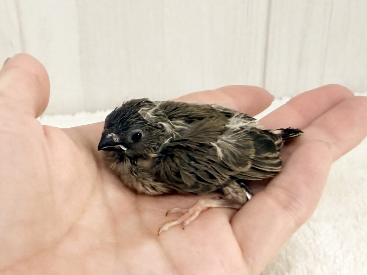 錦花鳥（キンカチョウ）