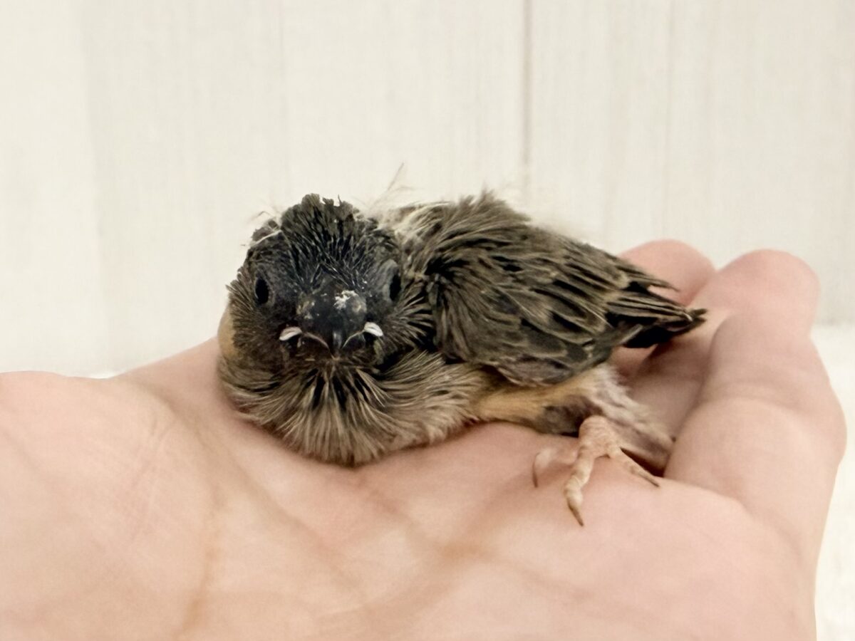 頭パヤパヤのちびっこさん🐥⸒⸒キンカ鳥のヒナ入荷しました❤️