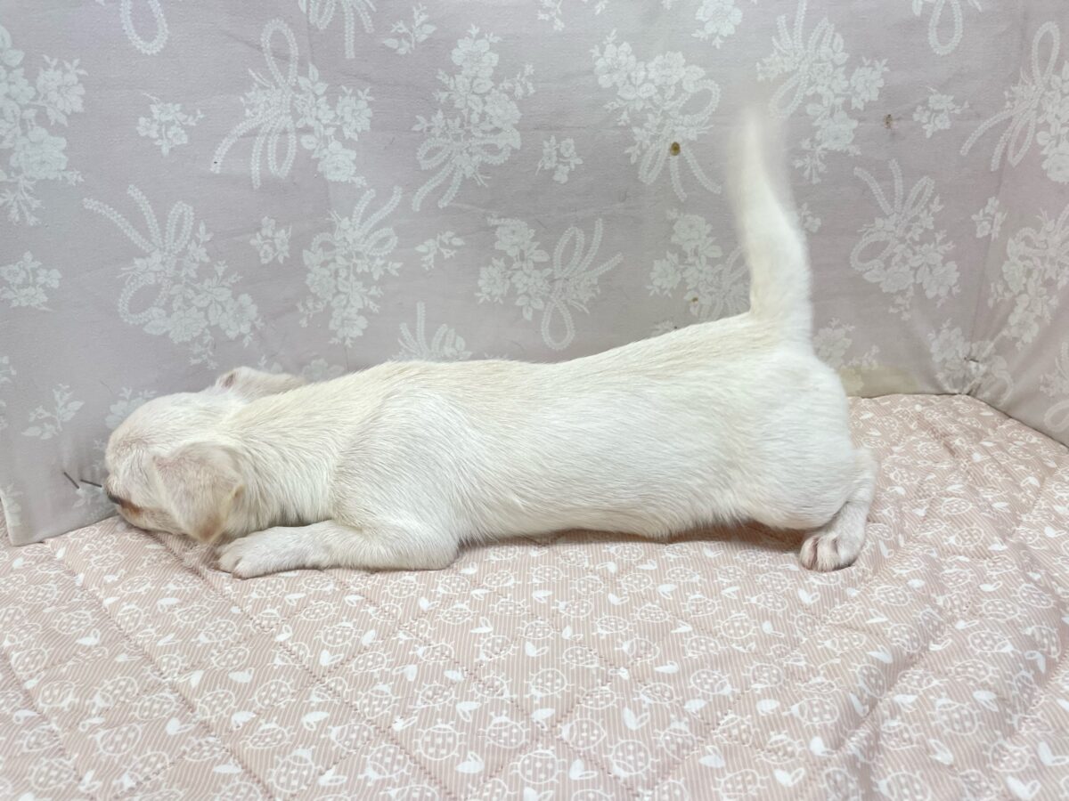 ペキチワ（ペキチー、チワペキ）