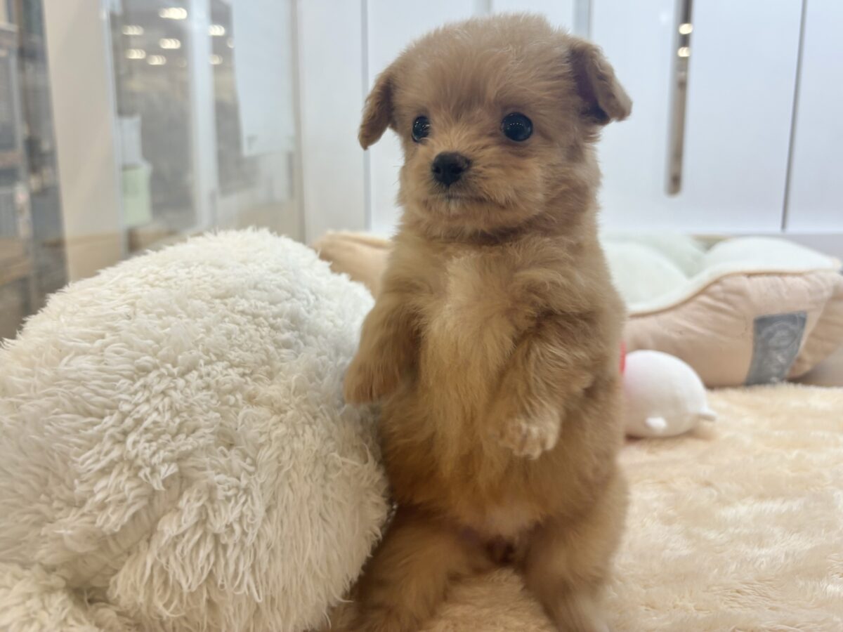 チワプー