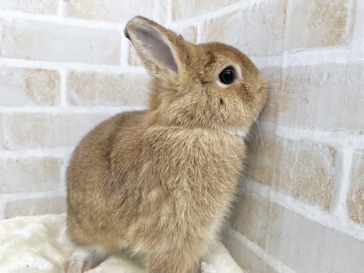 ネザーランドドワーフ