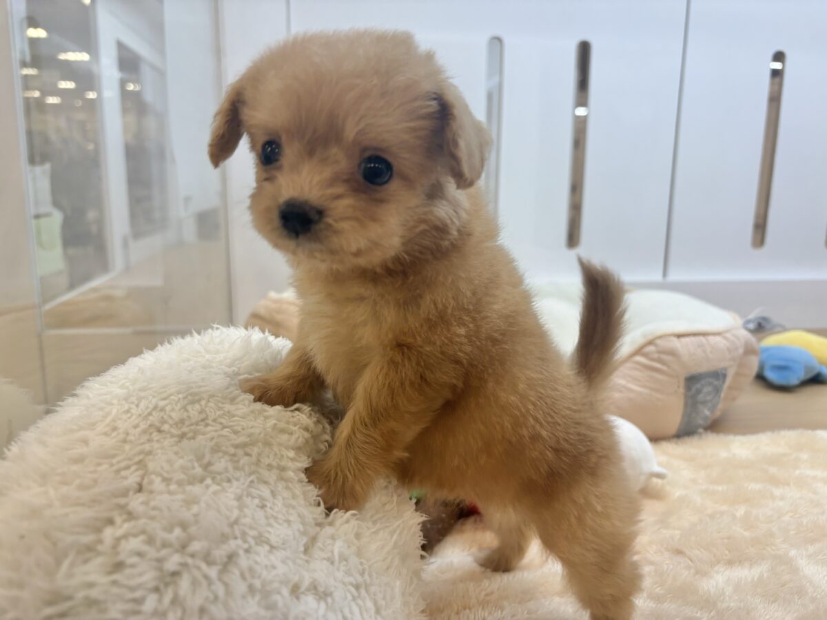 チワプー