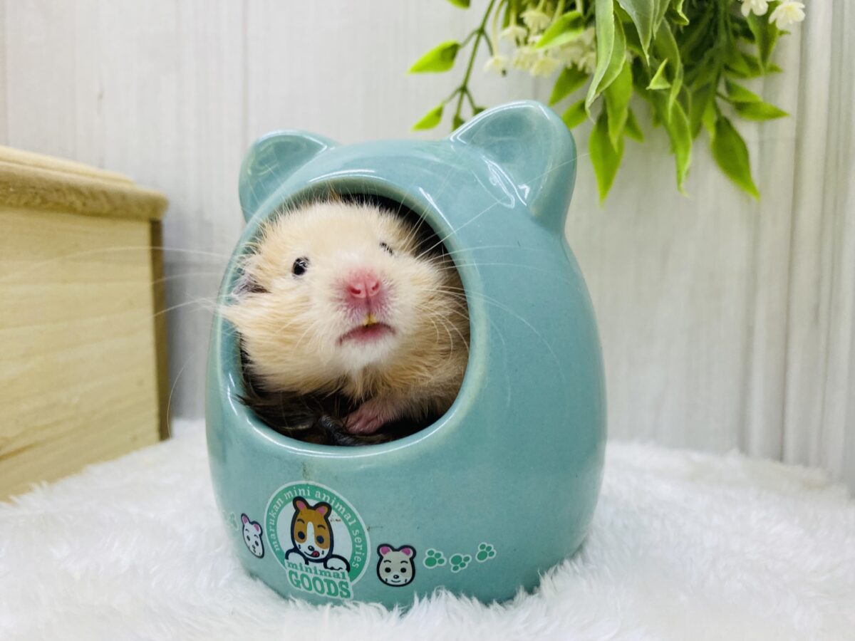 ゴールデンハムスター