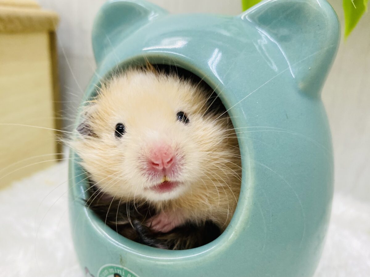 優しい垂れ目さん🧡キンクマだけど長毛なんですよ〜！！