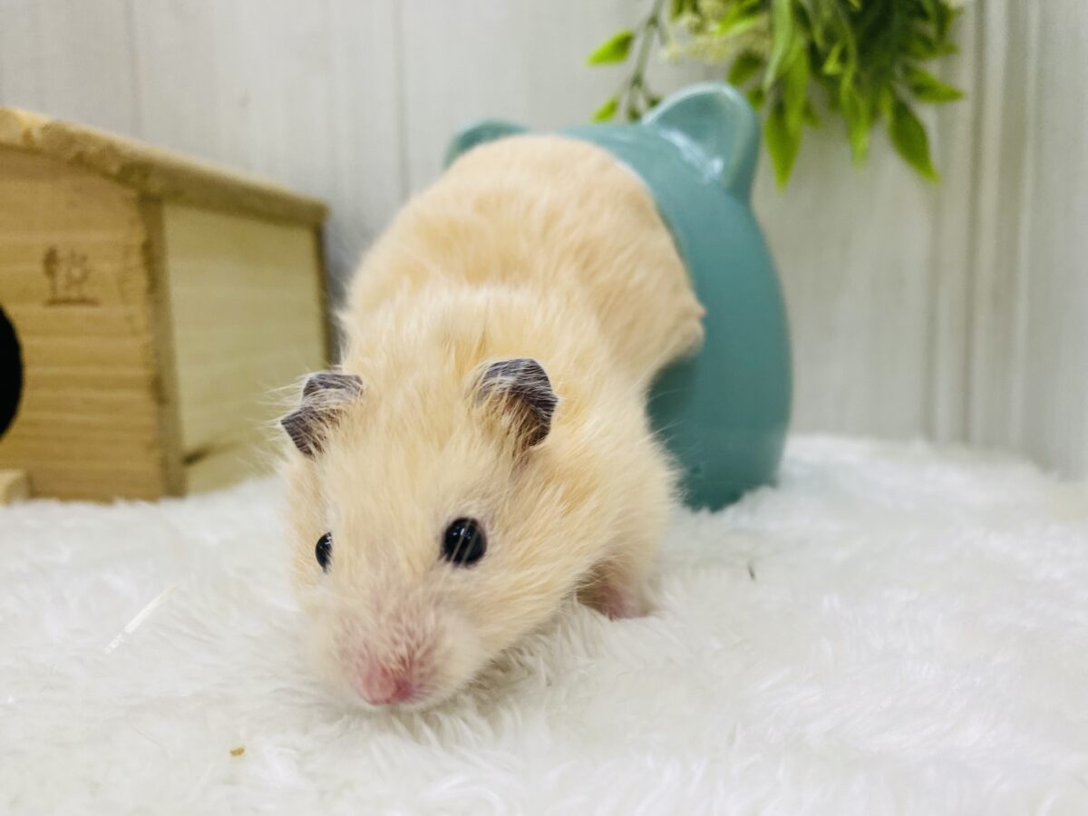 ゴールデンハムスター