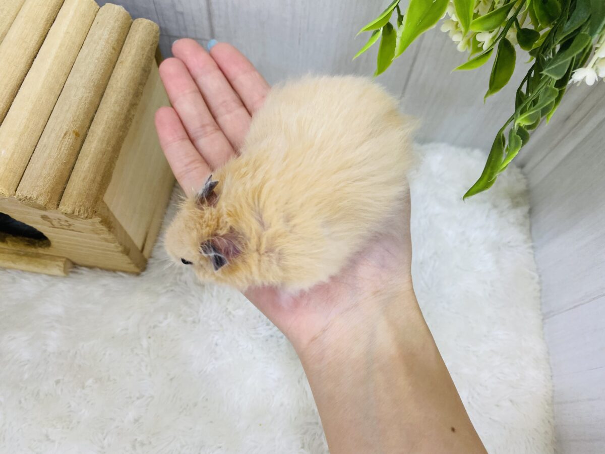 ゴールデンハムスター