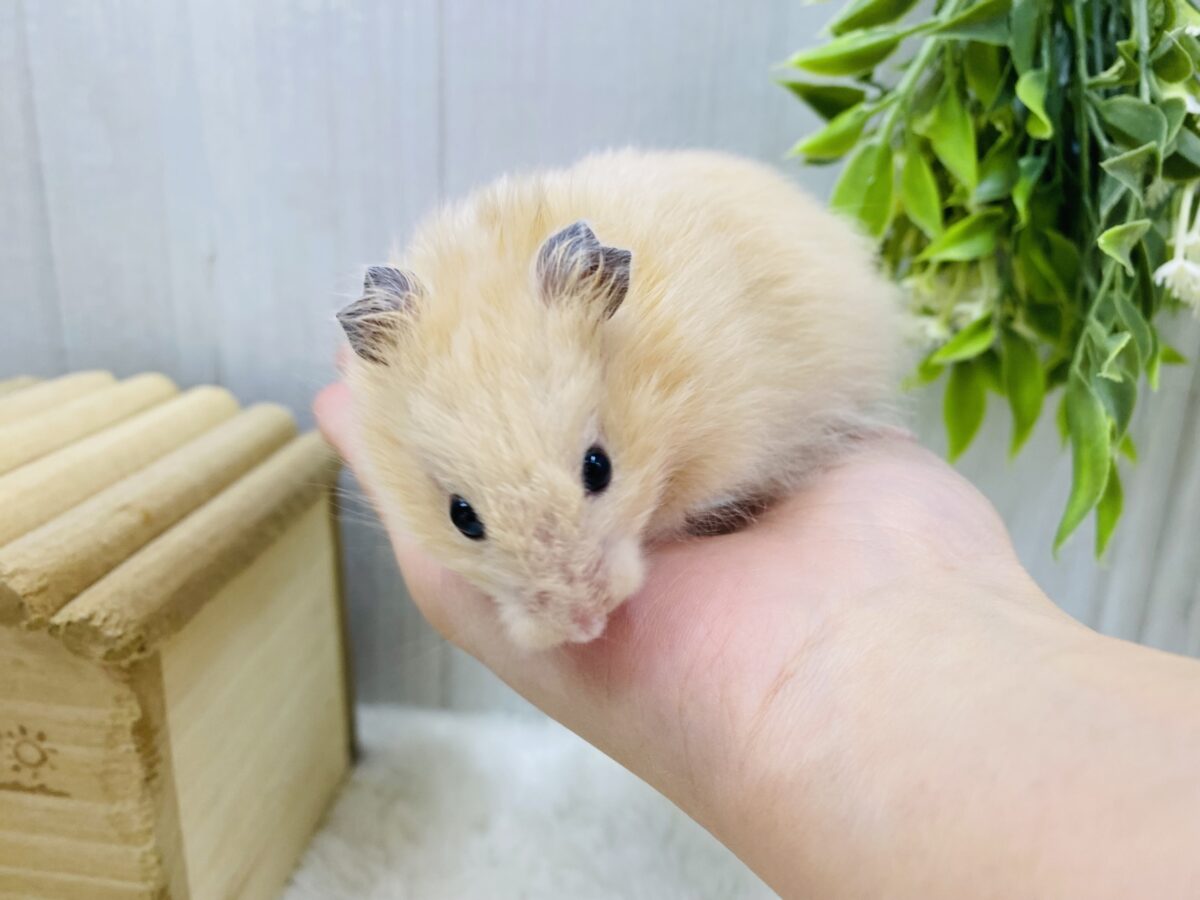 ゴールデンハムスター