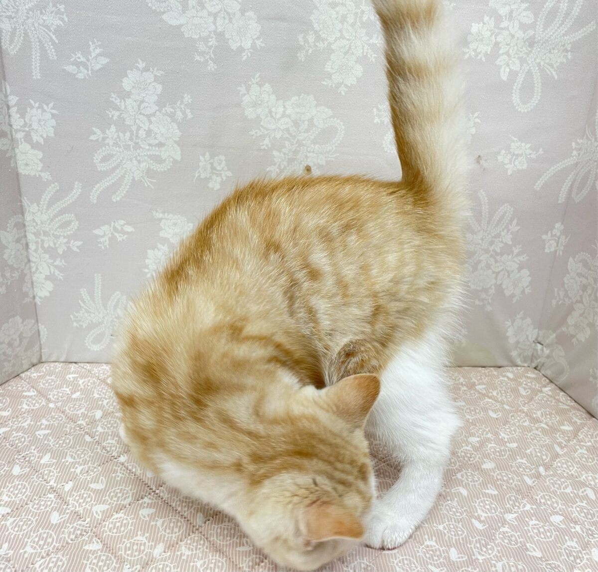 ブリティッシュショートヘア