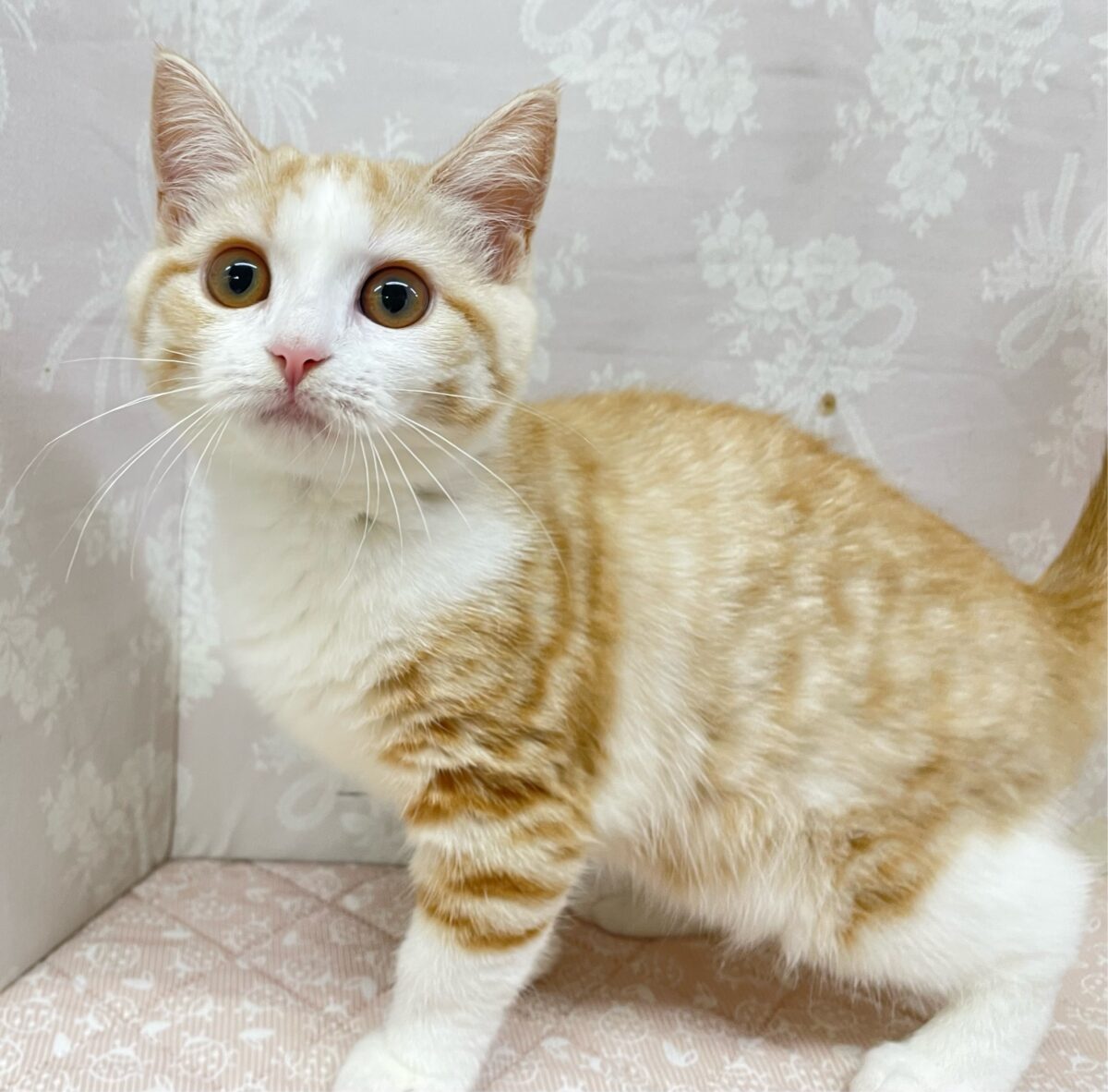 ブリティッシュショートヘア