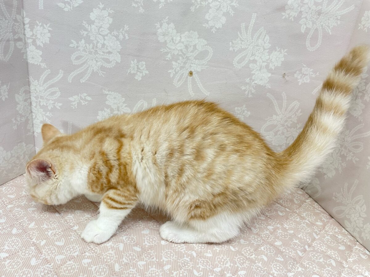 ブリティッシュショートヘア