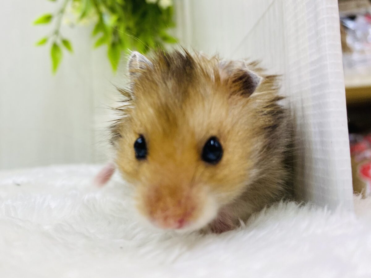 いそうでいない⁉️ふわふわゴールデンハムスター🐹🧡