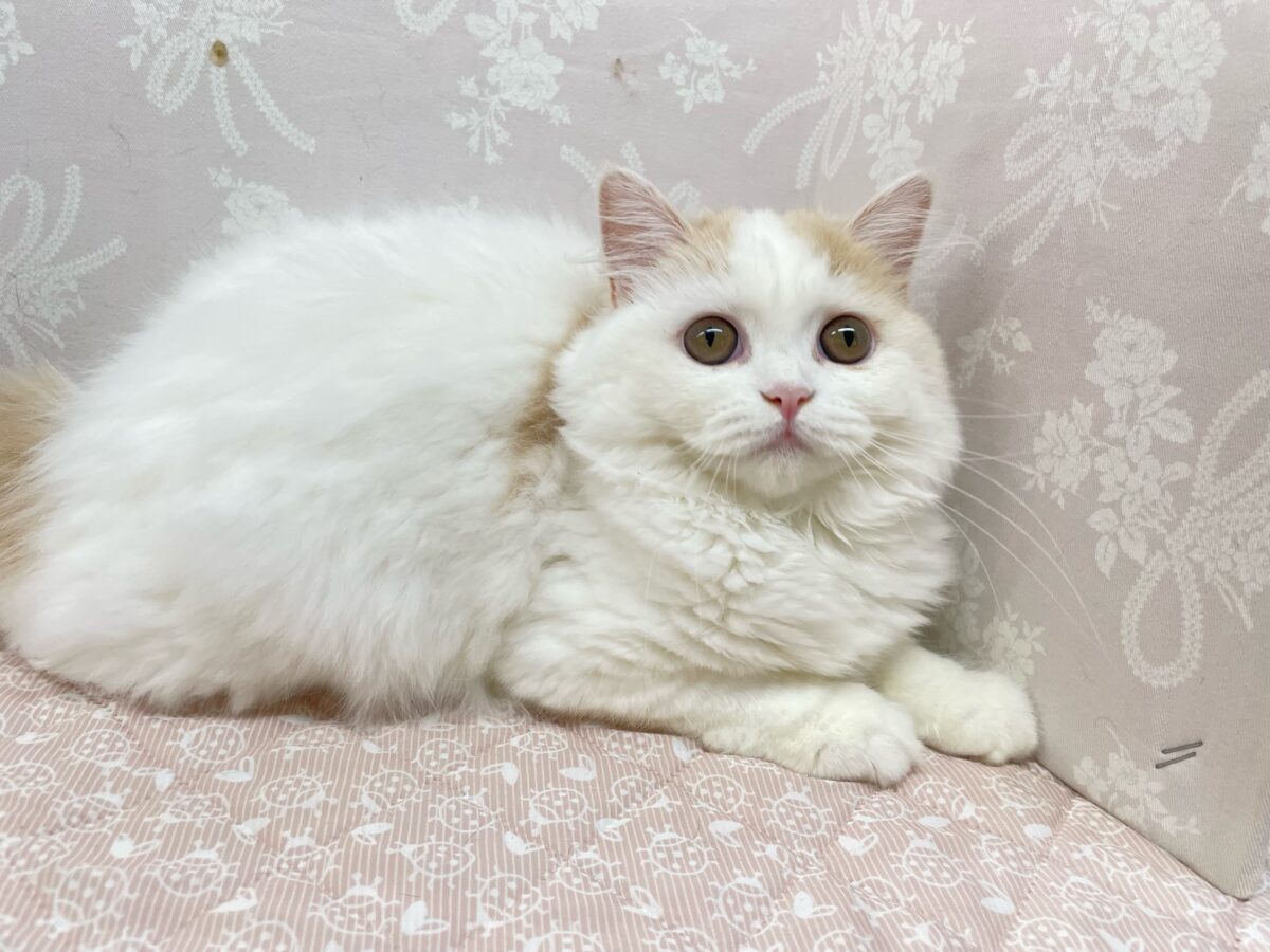 スコティッシュフォールド