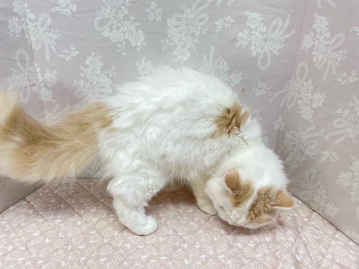 スコティッシュフォールド