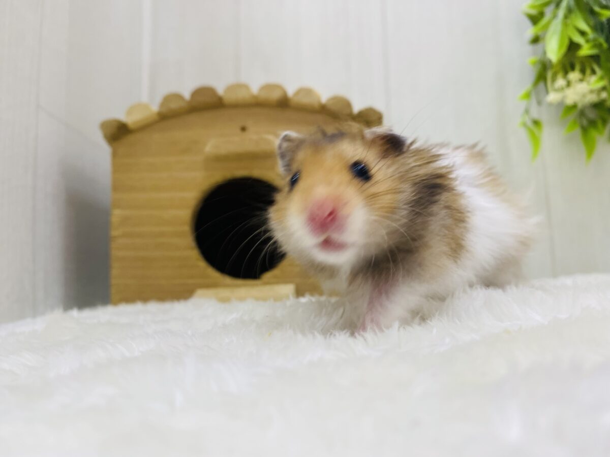 ゴールデンハムスター