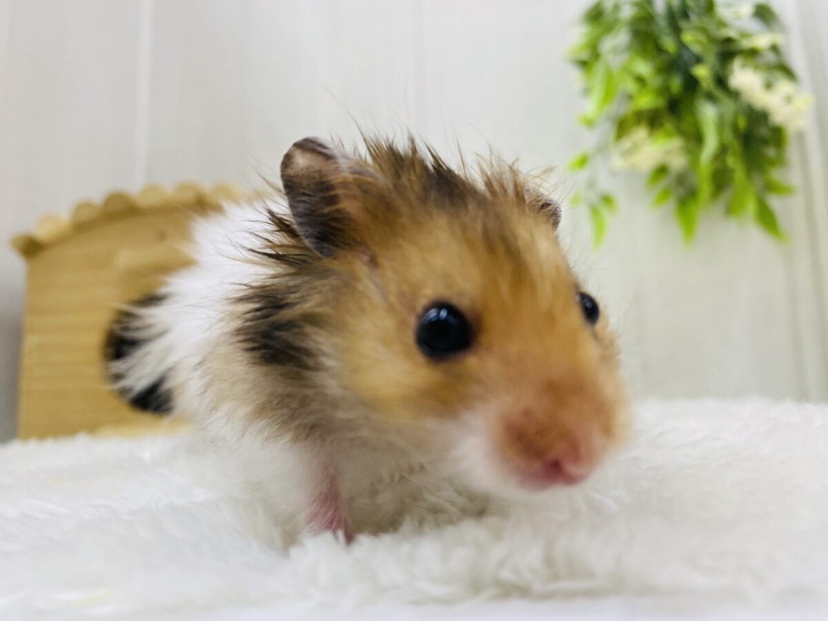 ゴールデンハムスター