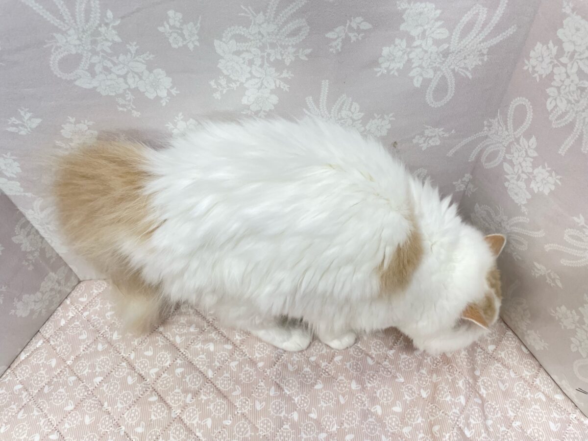 スコティッシュフォールド