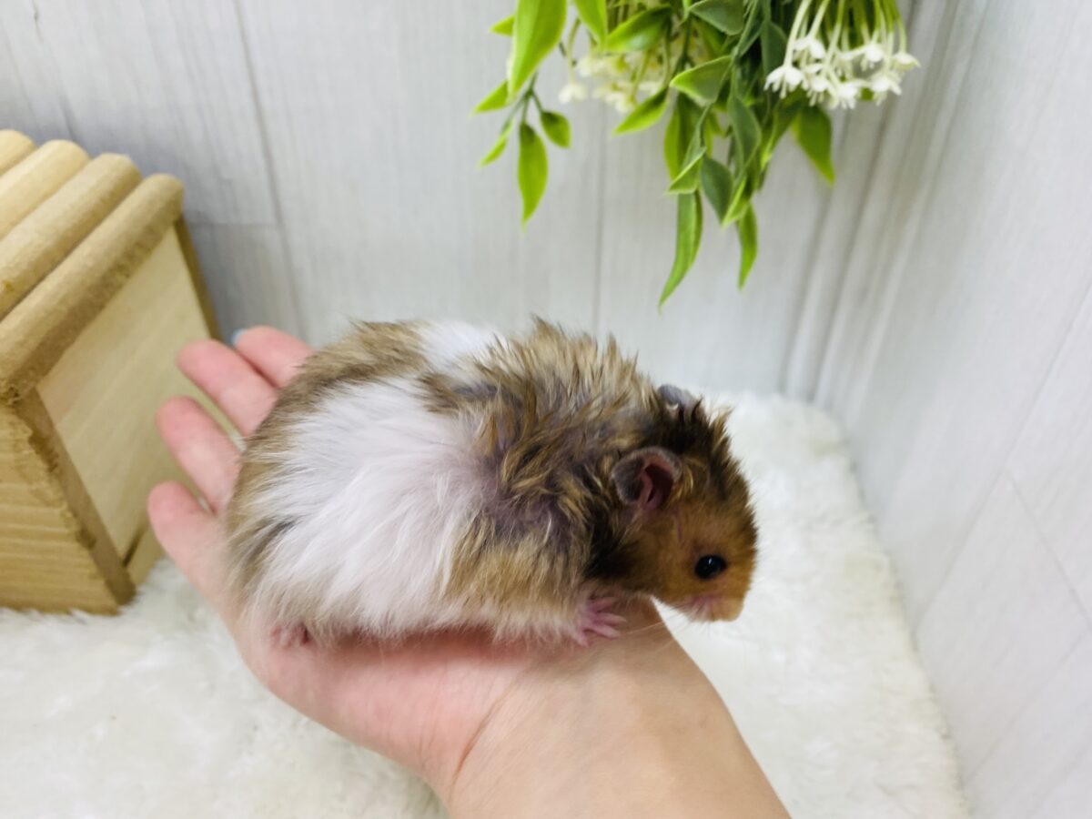 ゴールデンハムスター