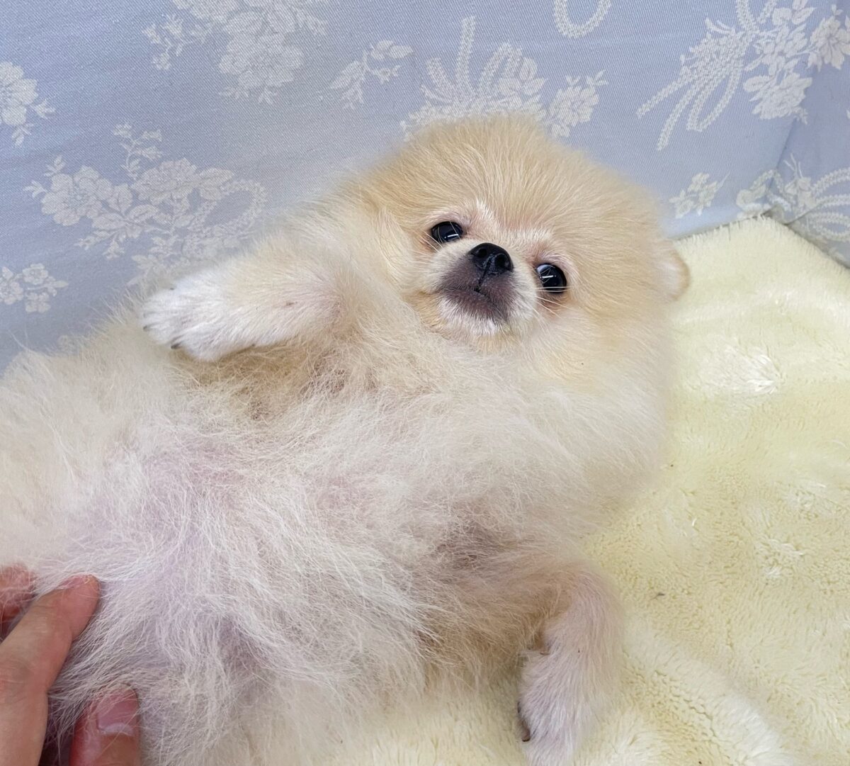 ポメラニアン
