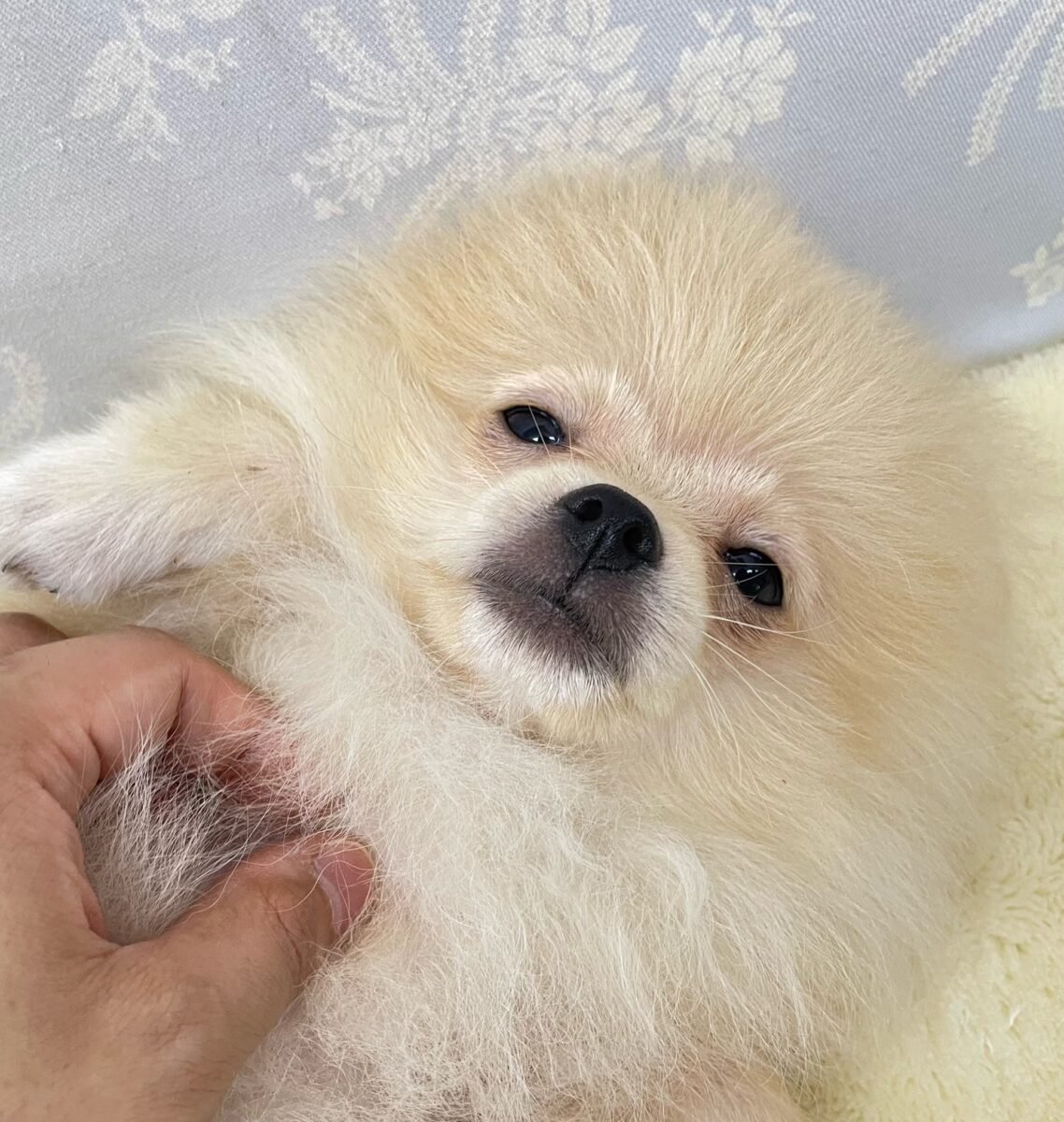 ポメラニアン