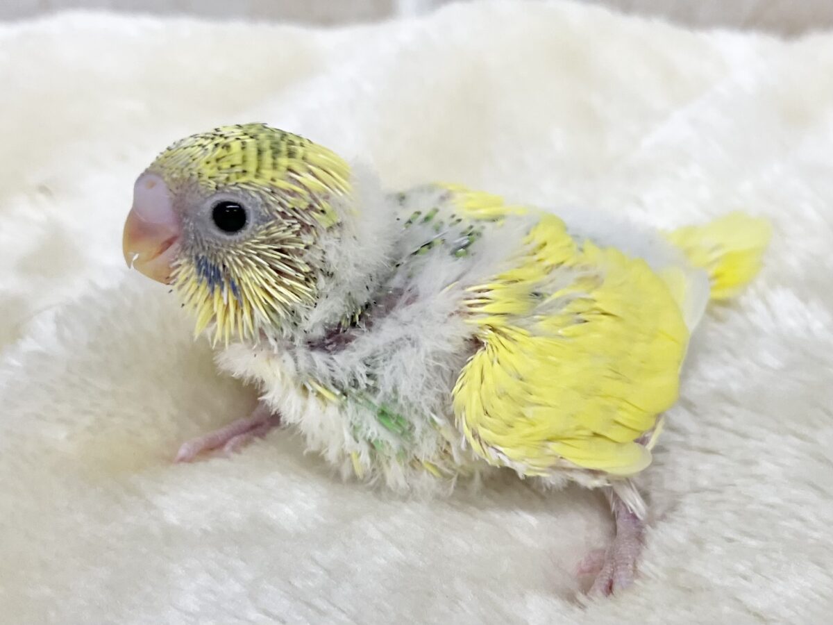 セキセイインコ
