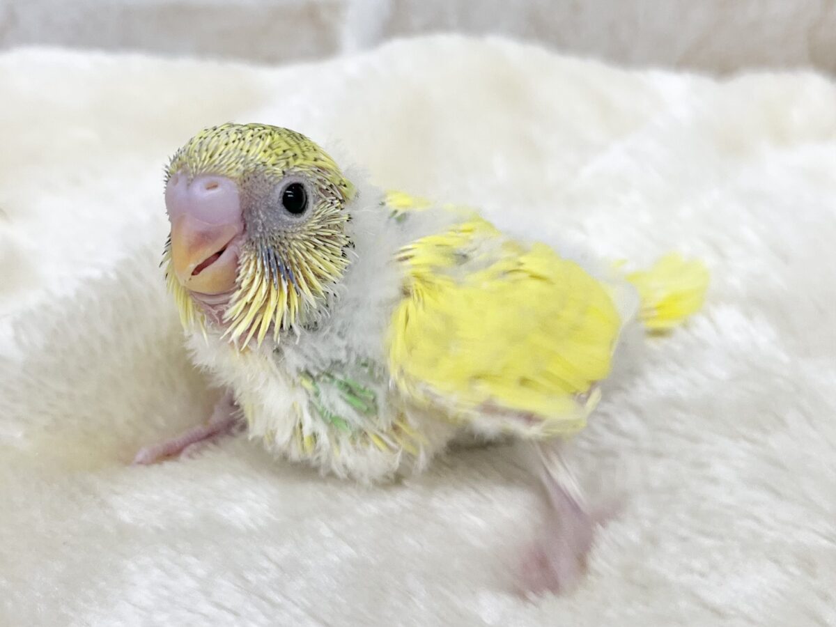 セキセイインコ