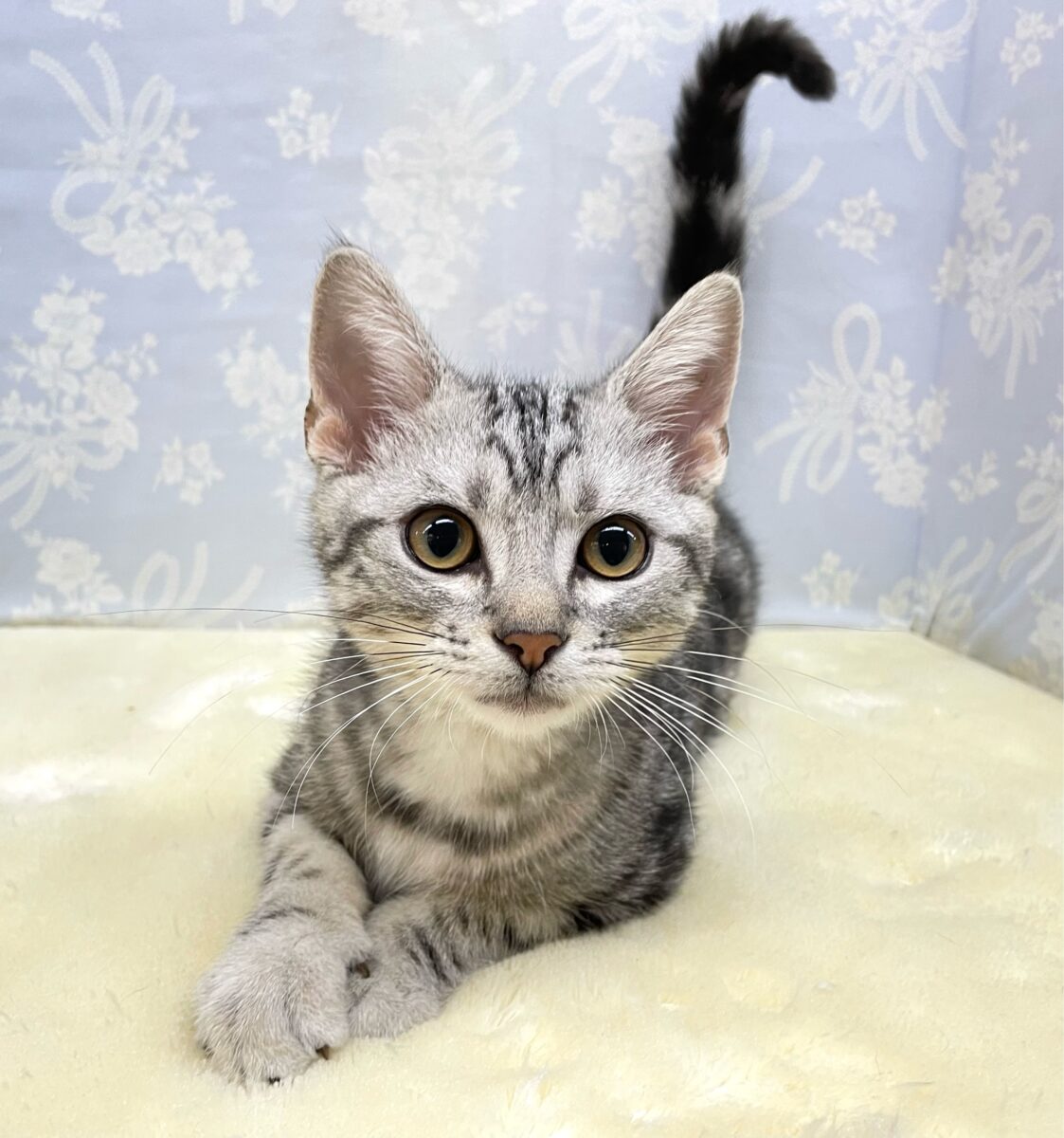 🐾.JUMPだにゃん🐾.*アメリカンショートヘアー(シルバータビー)💙男の子💙2026年5月16日生まれ