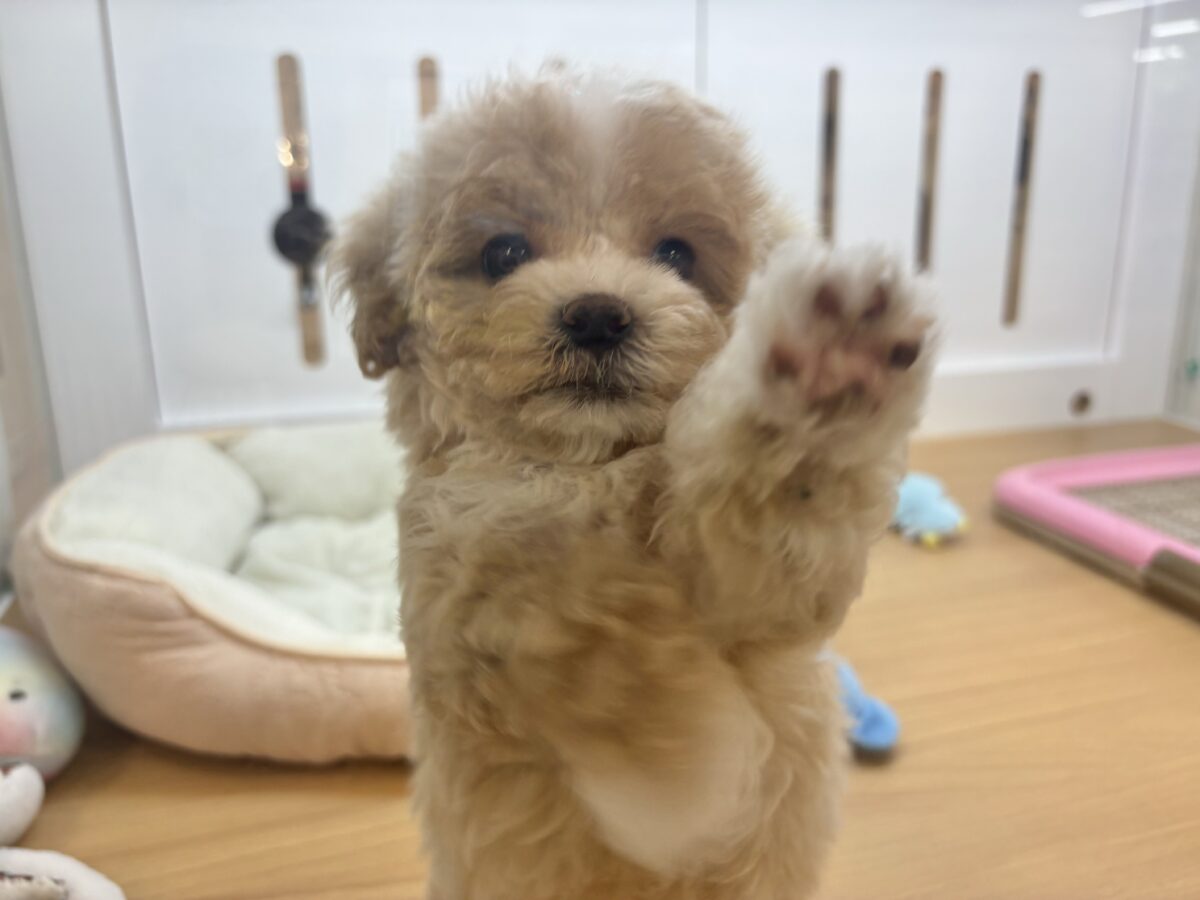 マルプー