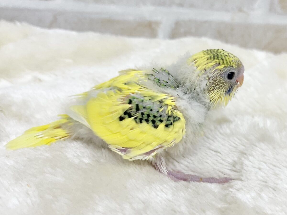セキセイインコ