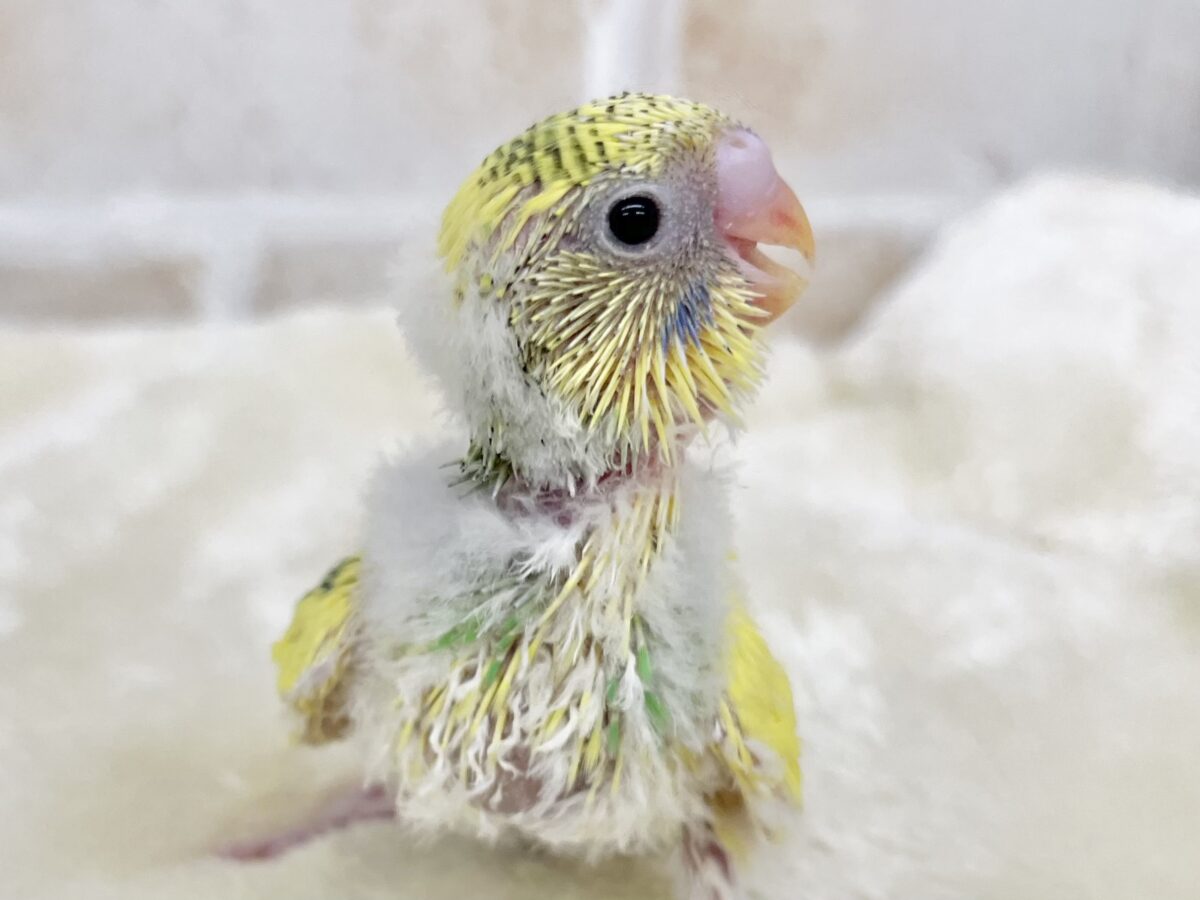 セキセイインコ