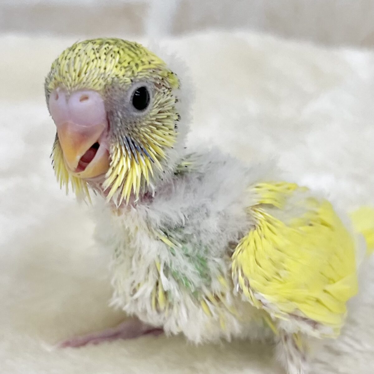 黄色多めちゃん💛✨　セキセイインコ（パイド）
