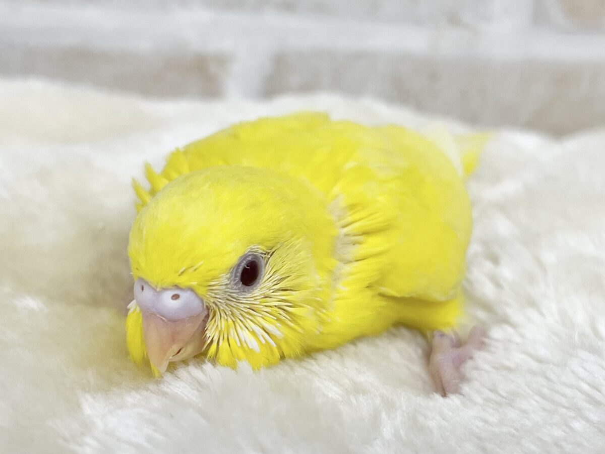 セキセイインコ